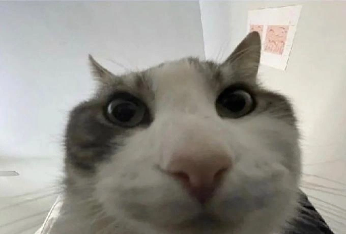 a picture of a cat (from the "wires" meme template) staring at a camera, almost as if it was in a box