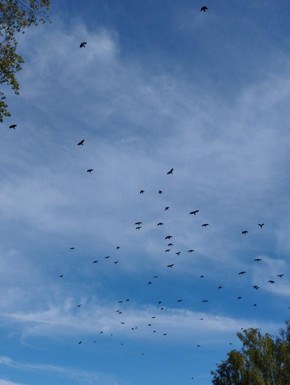 A bunch of crows in the sky